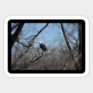 Bald Eagle Sticker